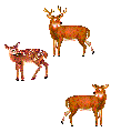 three deer
