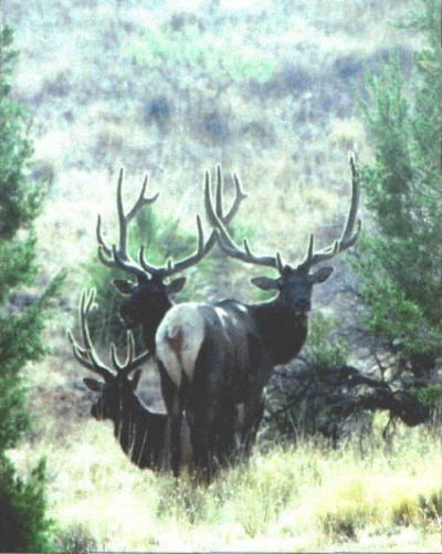 Three Elk
