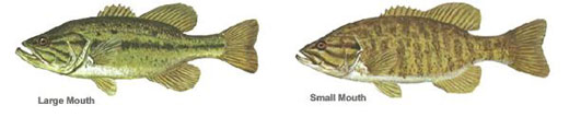 Examples of Large & Small Mouth Bass