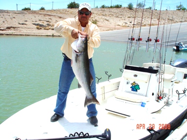 Striped Bass Fishing in Elephant Butte, New Mexico