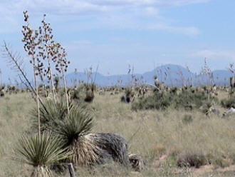 Scenic Desert View with Yucca